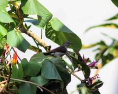 Leptocoma zeylonica