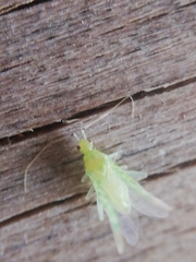 Malacocoris chlorizans