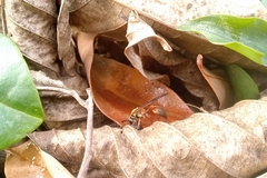 Polybia chrysothorax