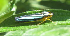 Poecilocarda cosmopolita