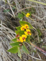 Platylobium infecundum