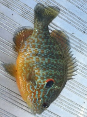 Lepomis gibbosus × peltastes