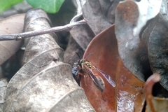 Polybia chrysothorax