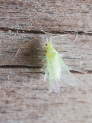 Malacocoris chlorizans