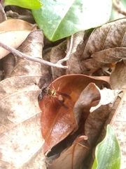 Polybia chrysothorax