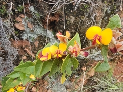 Platylobium infecundum