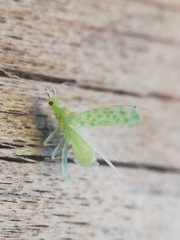 Malacocoris chlorizans