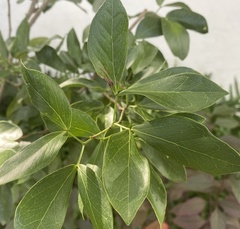 Pithecellobium keyense