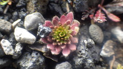 Draba incana