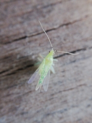 Malacocoris chlorizans