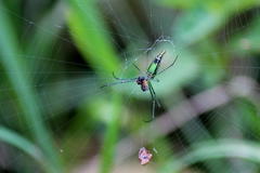 Leucauge kibonotensis