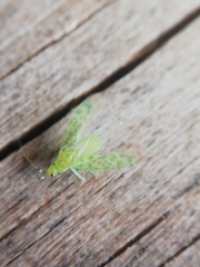 Malacocoris chlorizans