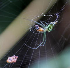 Leucauge kibonotensis