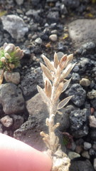 Draba incana