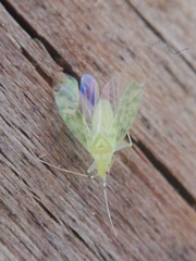 Malacocoris chlorizans