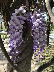 Wisteria sinensis