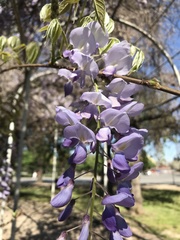 Wisteria sinensis