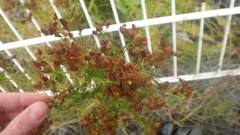 Hypericum perforatum perforatum