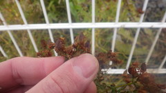 Hypericum perforatum perforatum