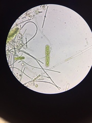 Tetmemorus brebissonii