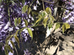 Wisteria sinensis