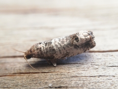 Notocelia incarnatana