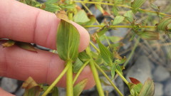 Hypericum perforatum perforatum