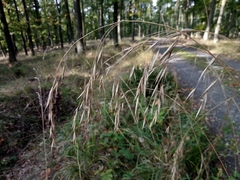 Bromus benekenii