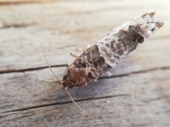 Notocelia incarnatana