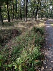 Bromus benekenii