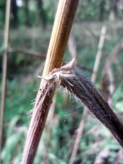 Bromus benekenii