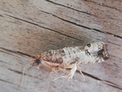 Notocelia incarnatana