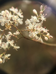 Polygonella americana
