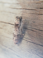 Notocelia incarnatana