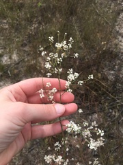 Polygonella americana