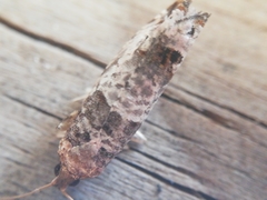 Notocelia incarnatana