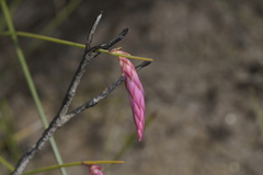 Johnsonia teretifolia