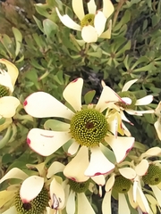 Leucadendron