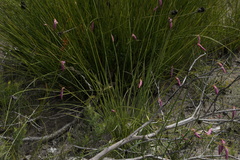 Johnsonia teretifolia