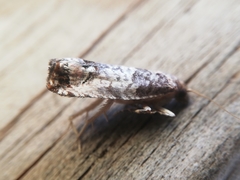 Notocelia incarnatana