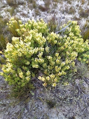 Leucadendron