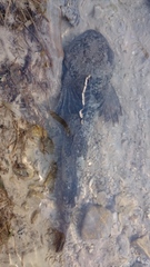 Cottus poecilopus