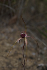 Caladenia heberleana
