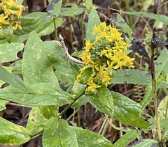 Solidago petiolaris
