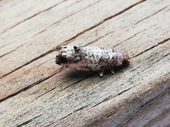 Notocelia incarnatana