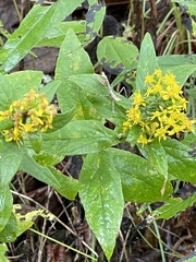 Solidago petiolaris