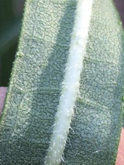 Helianthus simulans
