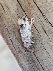 Notocelia incarnatana