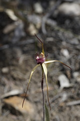 Caladenia heberleana