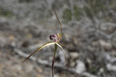 Caladenia heberleana